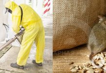 Особенности борьбы с мышами в жилье: основные опасности, основные способы, подготовка к обработке, особенности