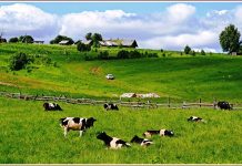 Жизнь в сельской местности: плюсы и проблемы