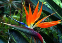 Королевская элегантность: озеленение пространства стрелицией