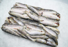 Свежемороженая рыба оптом: особенности выбора и закупки